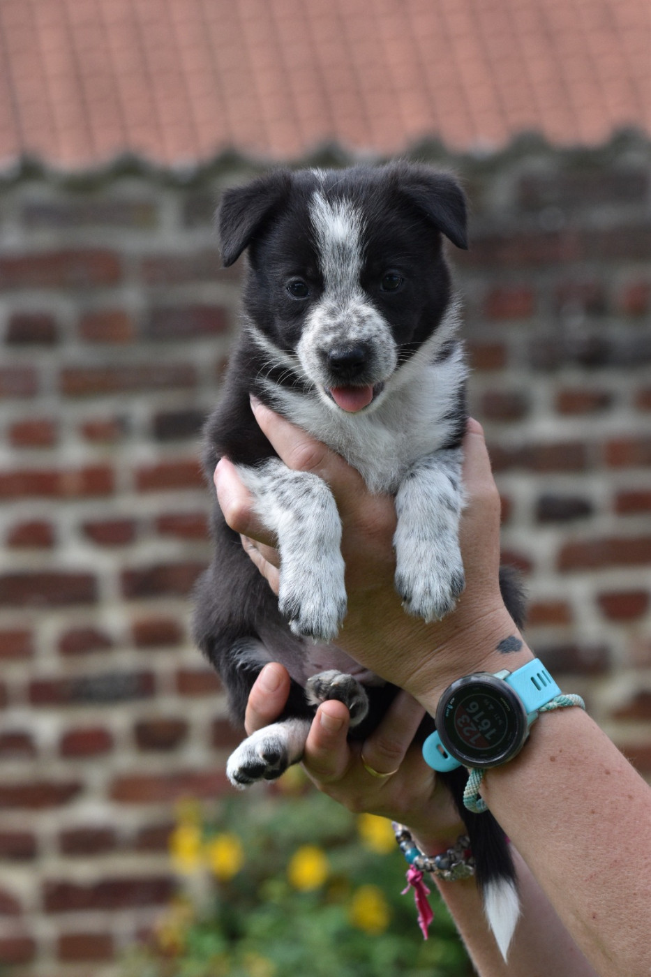 Chiot Border Collie De La Duducherie